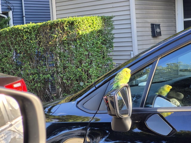 Found Budgie in Winthrop