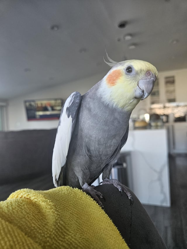 Lost bird