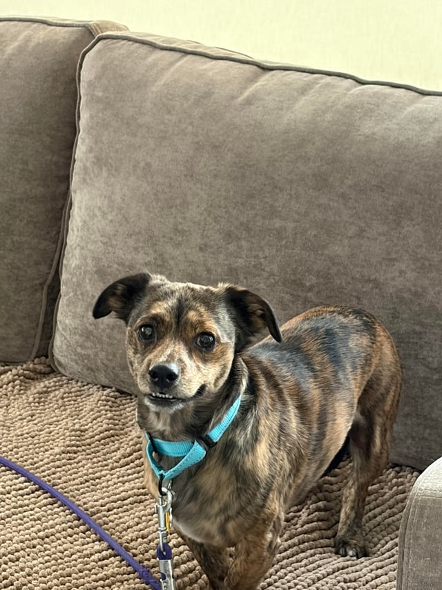 Lost Pet in New York City