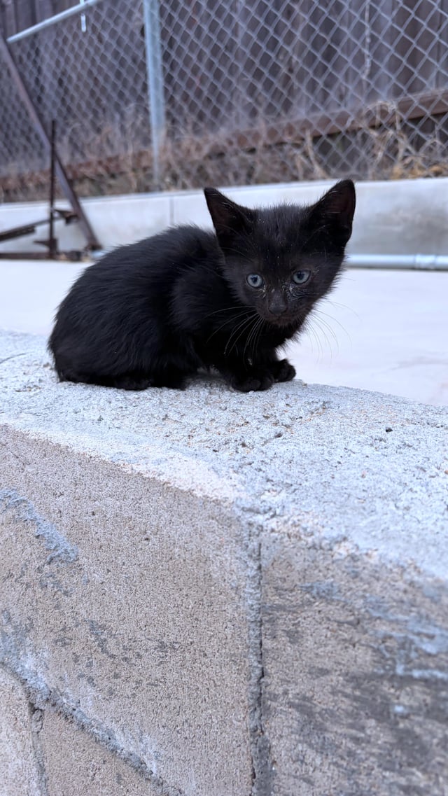 Found cat
