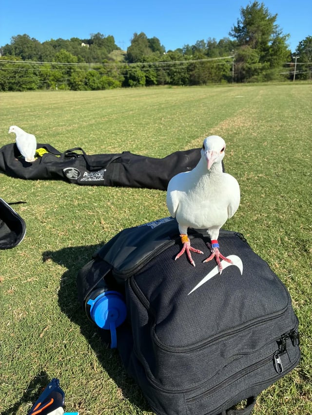Found bird