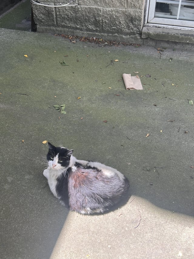 Found cat