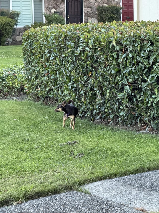 Found dog
