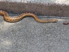 Found snake