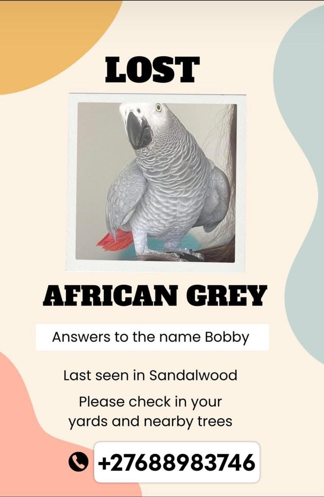 Lost Bird in Johannesburg