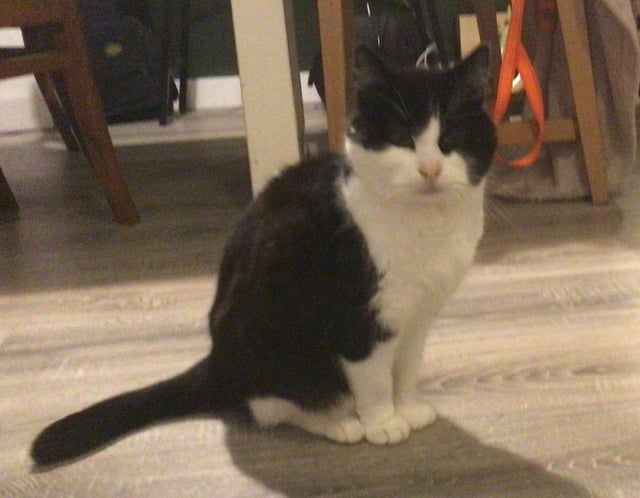 Lost cat