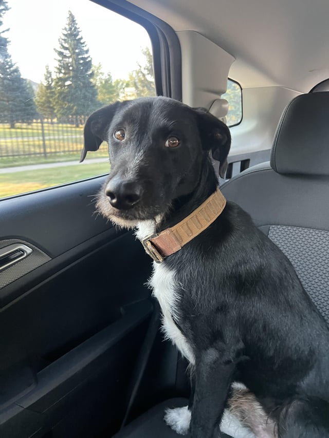 Found dog