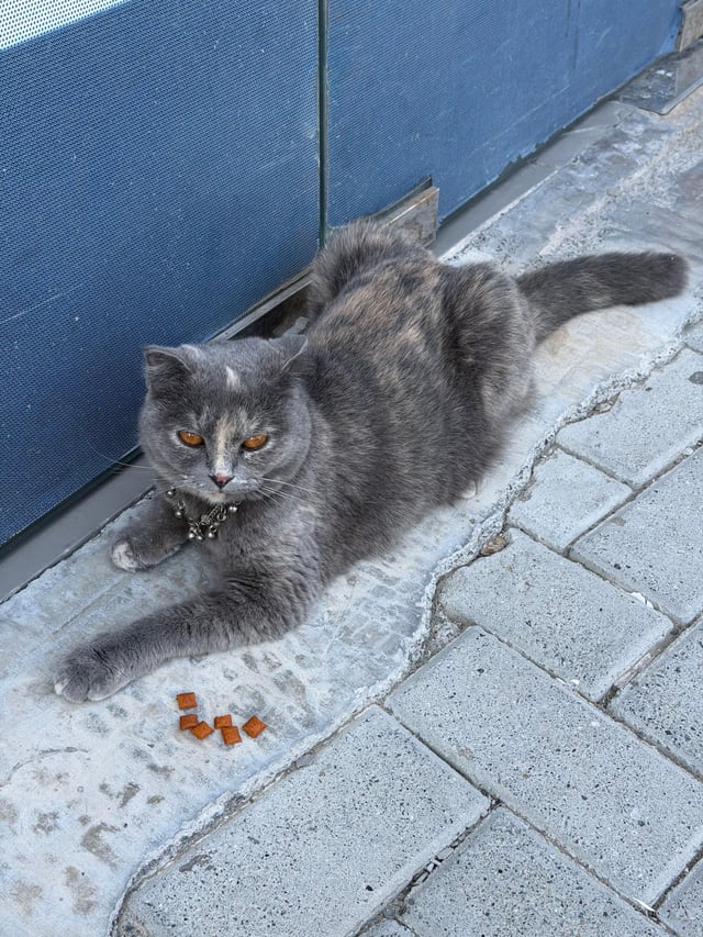 Found cat