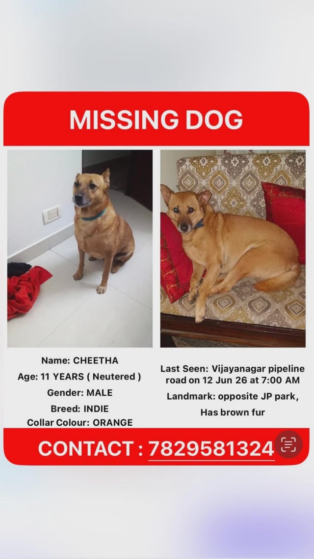 Lost dog