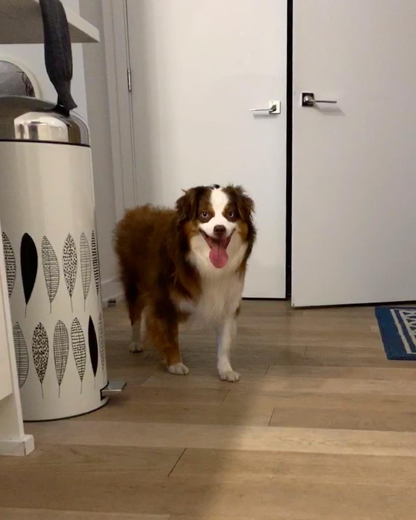 Lost dog