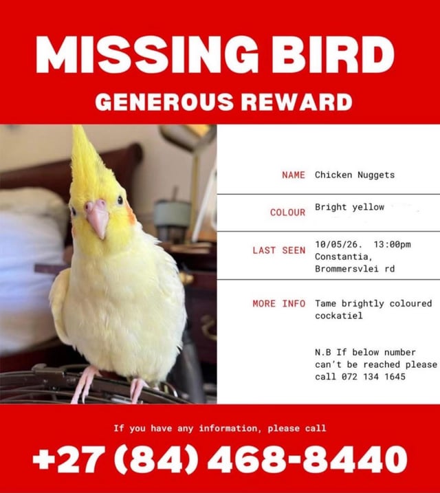 Lost Bird in Cape Town
