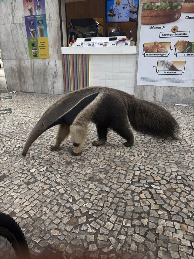 Found Giant Anteater in Rio De Janeiro