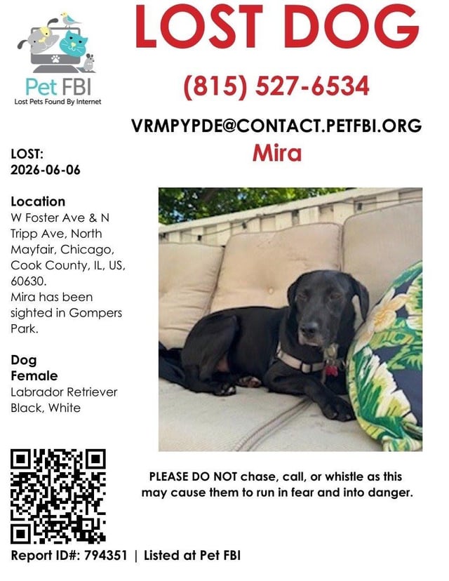 Lost dog