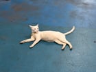 Found cat