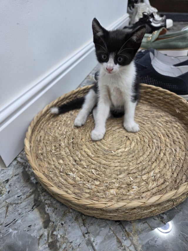 Found Cat in PiteșTi