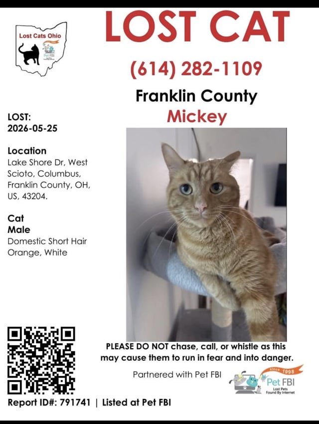 Lost cat