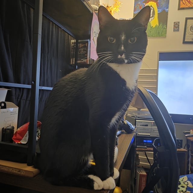 Lost cat