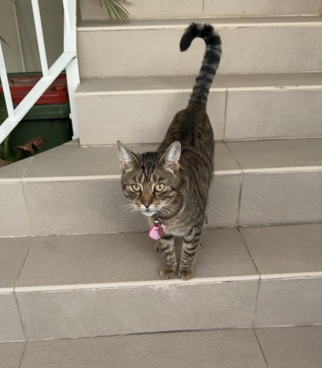Lost cat