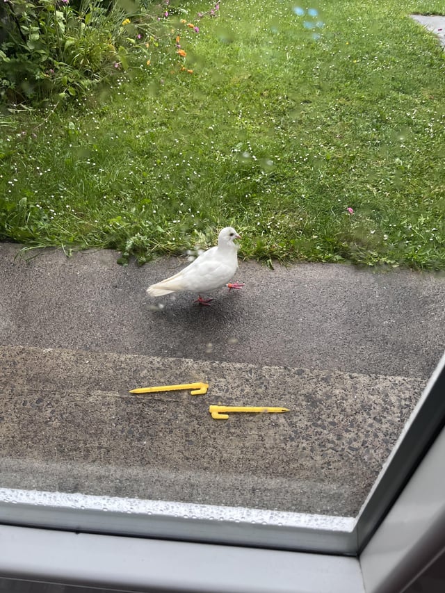 Found Bird in Galway