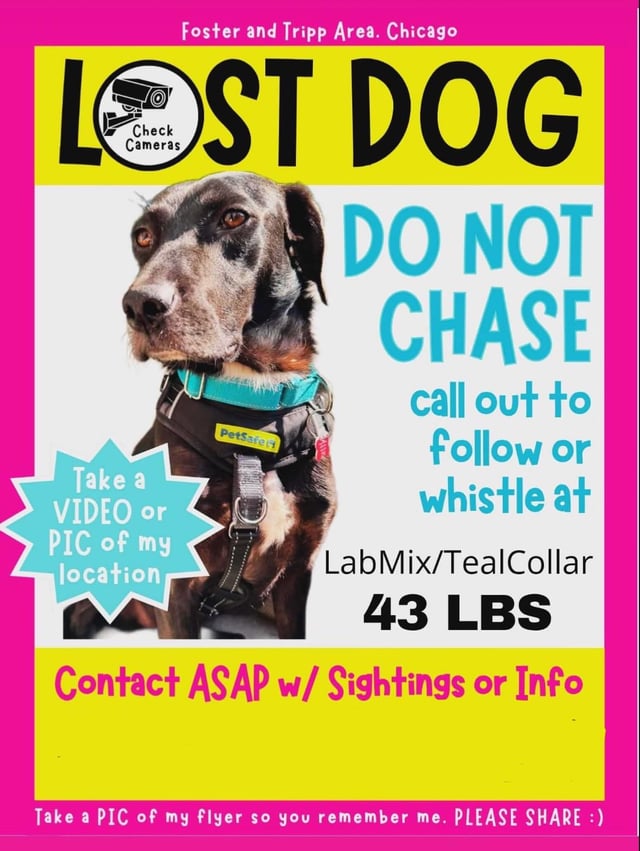 Lost dog