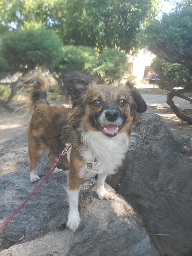 Lost dog