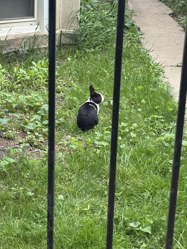 Found rabbit