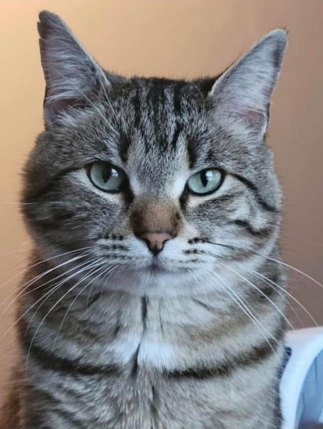 Lost pet