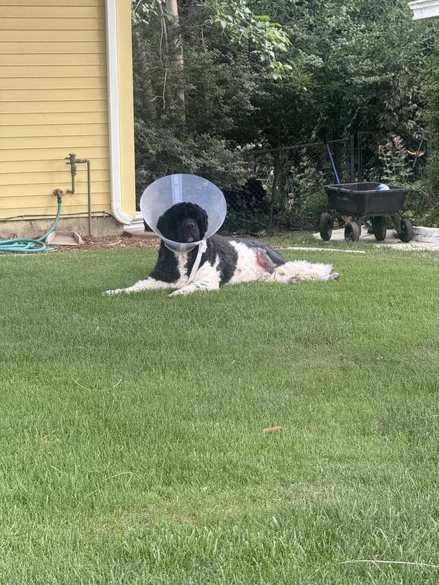 Found dog