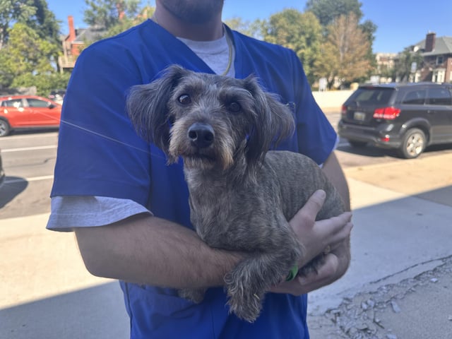 Found dog