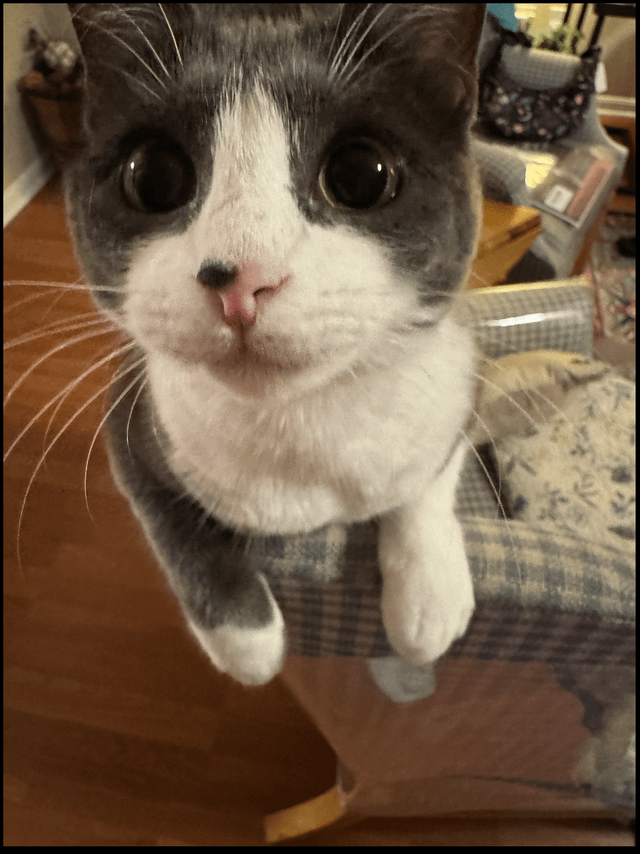 Lost cat