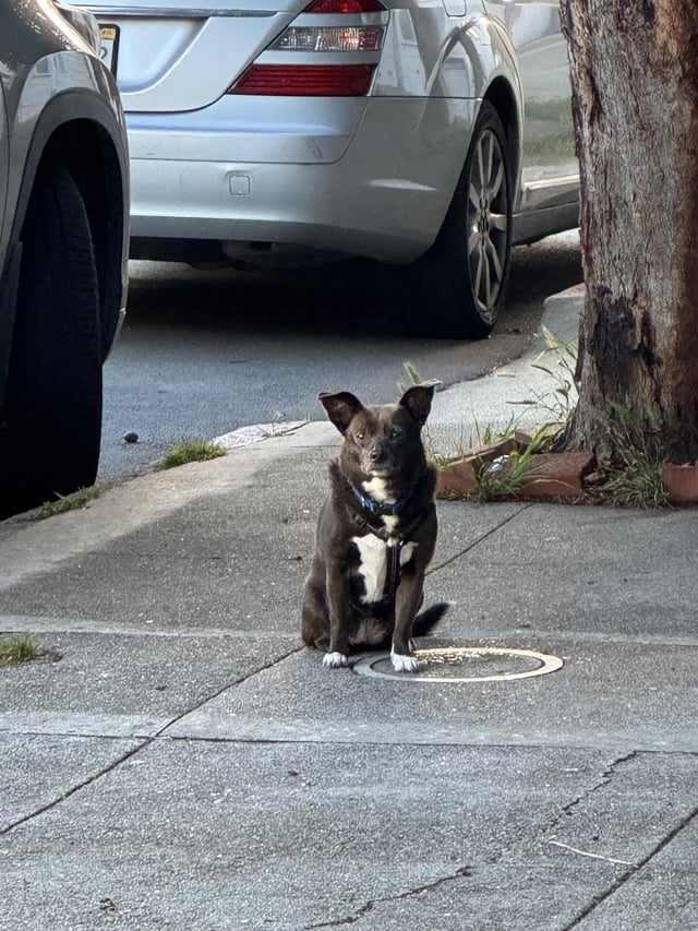 Found dog