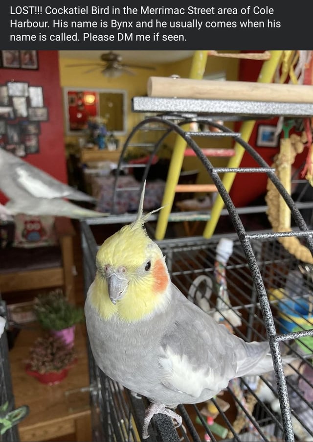Lost Bird in Cole Harbour