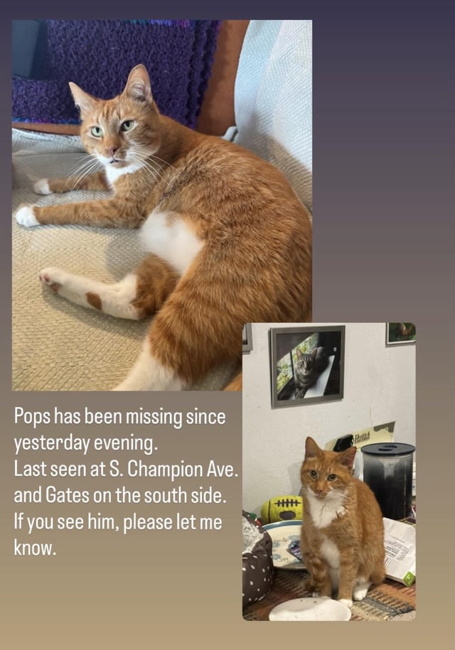 Lost cat