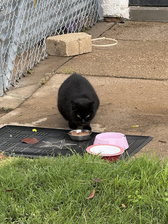 Found cat