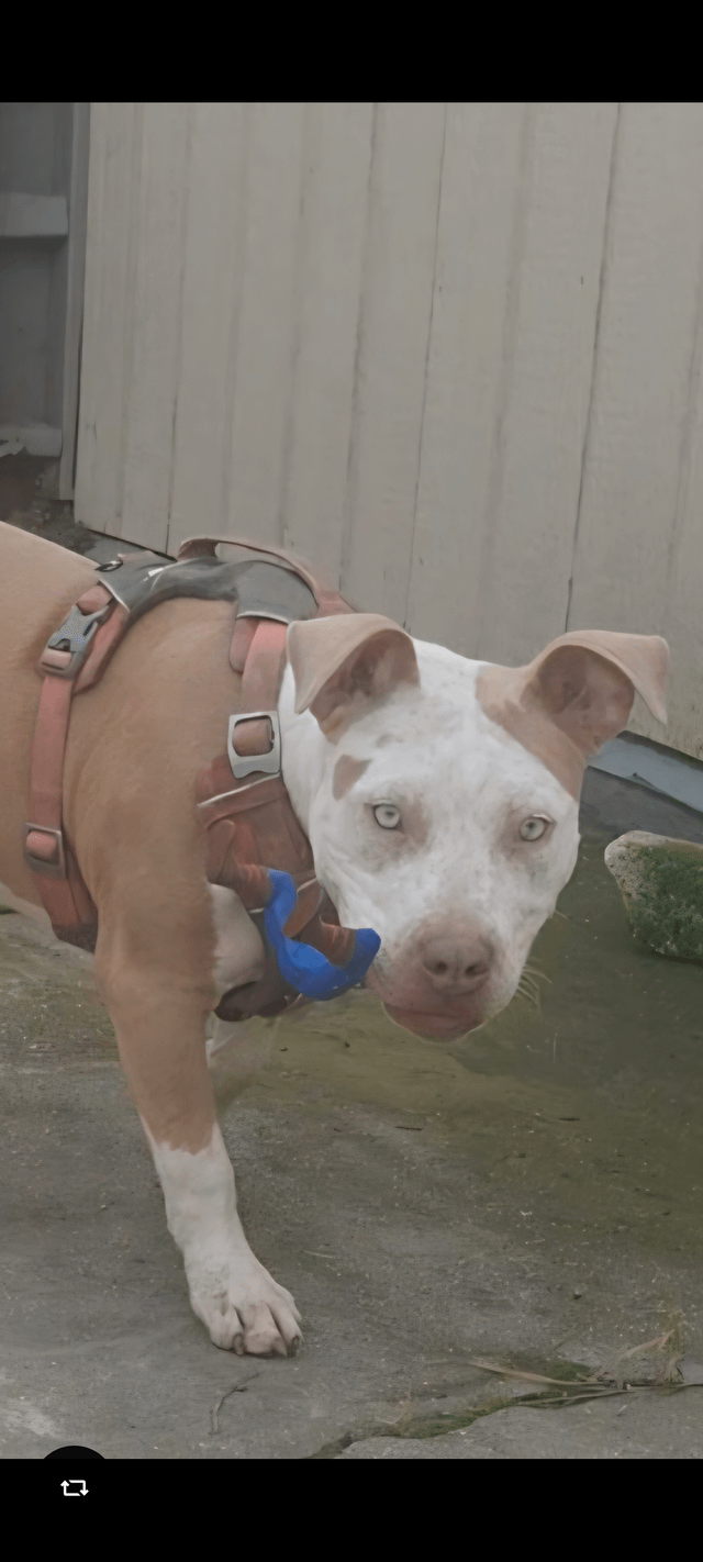 Lost dog