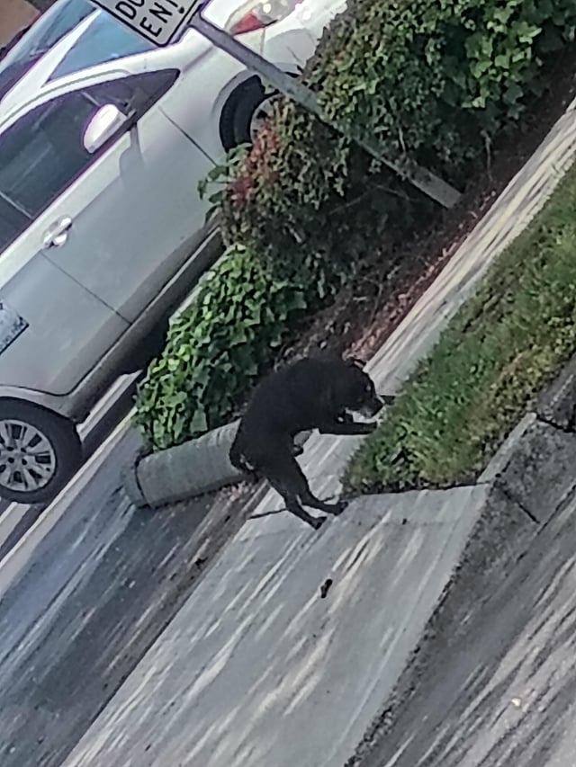 Found pet