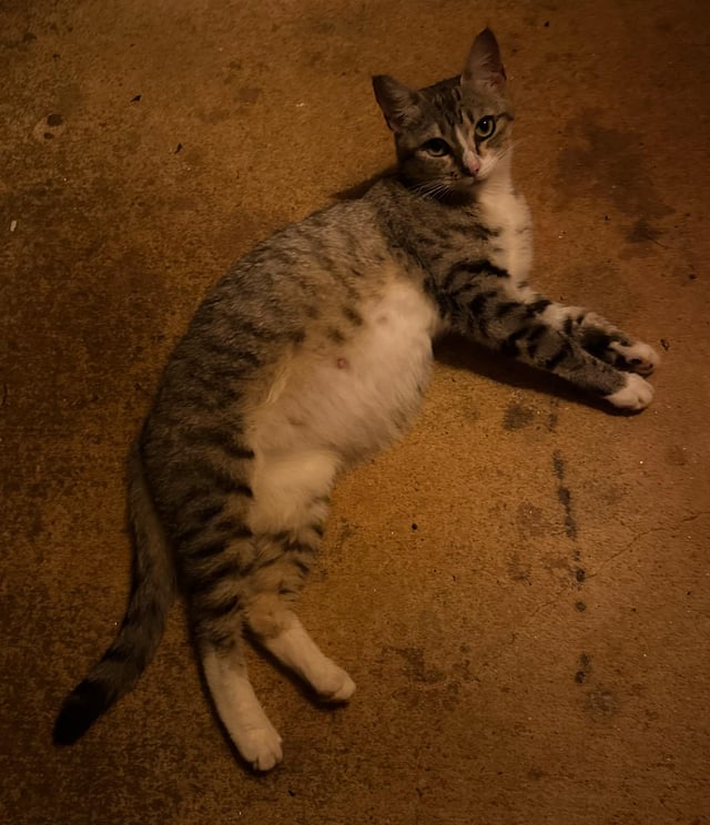 Found cat
