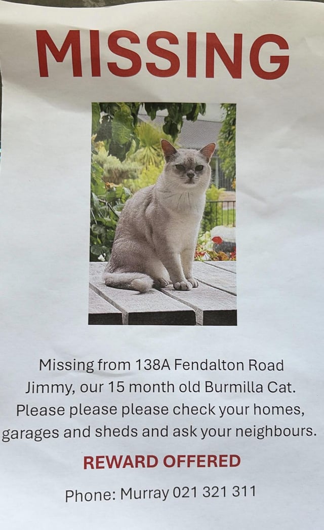Lost cat