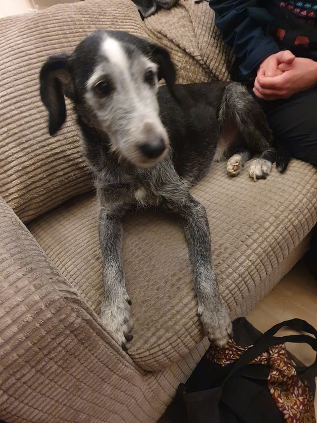 Found dog