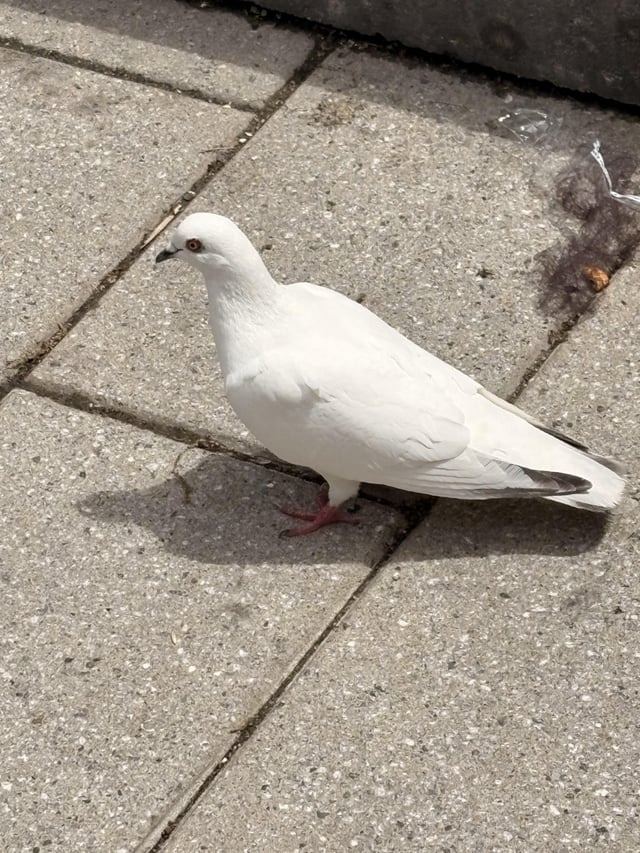 Found bird