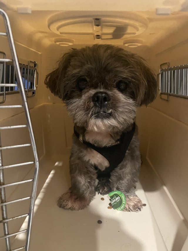 Found dog