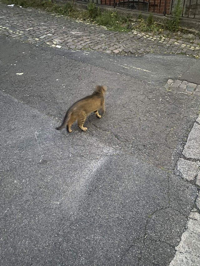 Found cat