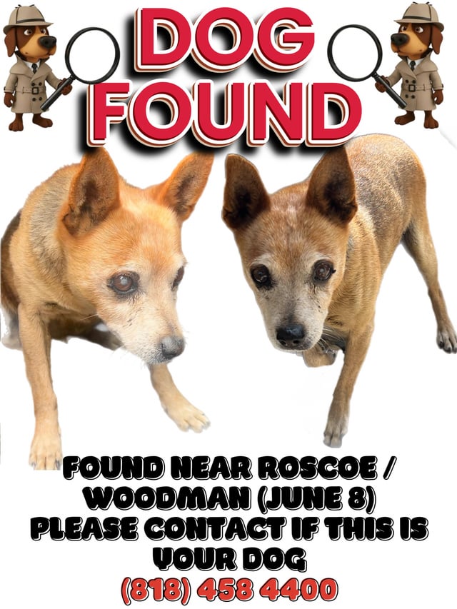 Found Dog in Roscoe And Woodman