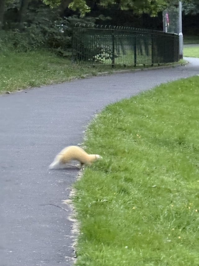 Lost ferret
