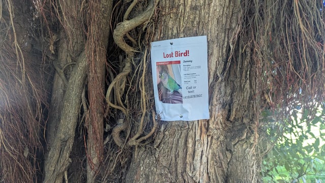 Lost Bird in San Francisco