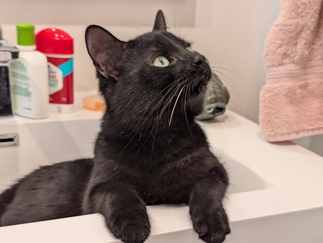 Found pet