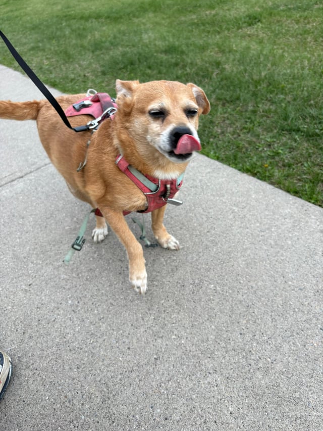 Found pet