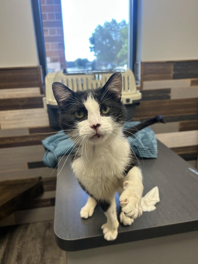 Found cat