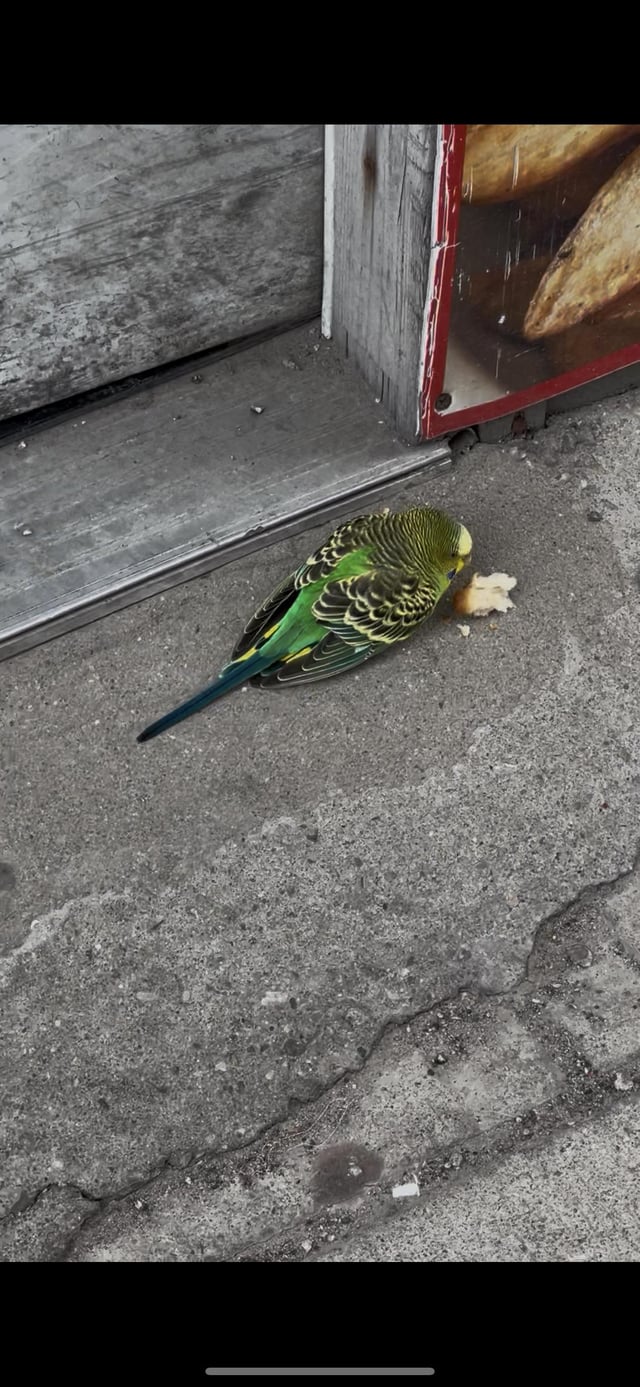 Found bird