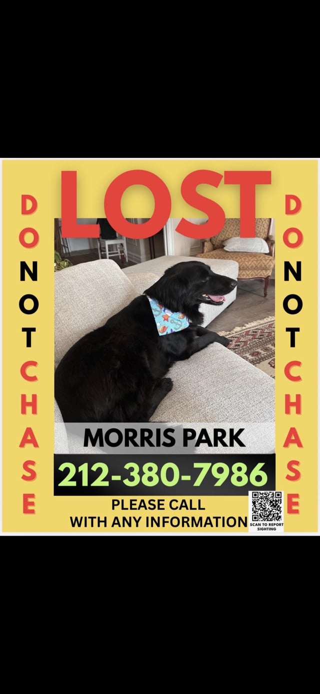 Lost dog
